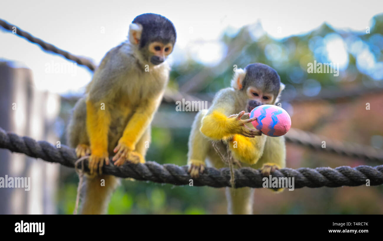 ZSL London Zoo di Londra, Regno Unito. Xviii Apr, 2019. La troupe di residenti di black-capped scimmie scoiattolo (Saimiri boliviensis) utilizzare le loro abilità acrobatiche ad ottenere le colorate uova di Pasqua riempito con gustosi mealworms appesi da loro treetop home. ZSL i detentori hanno organizzato una Pasqua Caccia con sorpresa la tratta per gli animali. Credito: Imageplotter/Alamy Live News Foto Stock