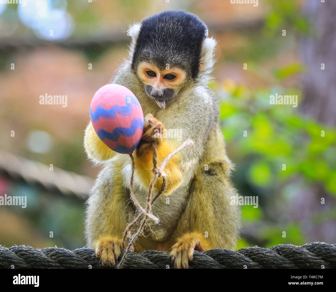 ZSL London Zoo di Londra, Regno Unito. Xviii Apr, 2019. La troupe di residenti di black-capped scimmie scoiattolo (Saimiri boliviensis) utilizzare le loro abilità acrobatiche ad ottenere le colorate uova di Pasqua riempito con gustosi mealworms appesi da loro treetop home. ZSL i detentori hanno organizzato una Pasqua Caccia con sorpresa la tratta per gli animali. Credito: Imageplotter/Alamy Live News Foto Stock