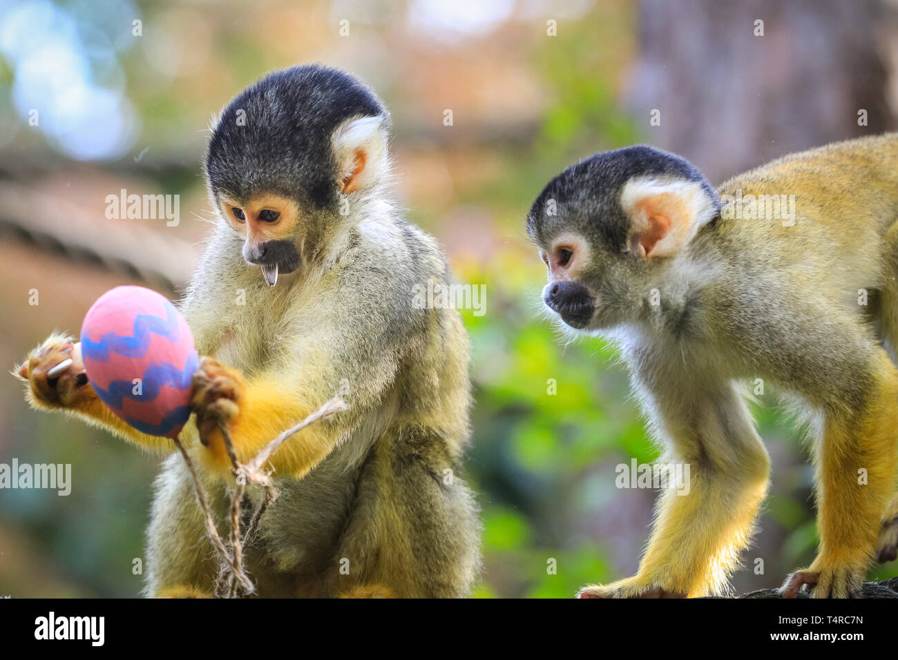 ZSL London Zoo di Londra, Regno Unito. Xviii Apr, 2019. La troupe di residenti di black-capped scimmie scoiattolo (Saimiri boliviensis) utilizzare le loro abilità acrobatiche ad ottenere le colorate uova di Pasqua riempito con gustosi mealworms appesi da loro treetop home. ZSL i detentori hanno organizzato una Pasqua Caccia con sorpresa la tratta per gli animali. Credito: Imageplotter/Alamy Live News Foto Stock