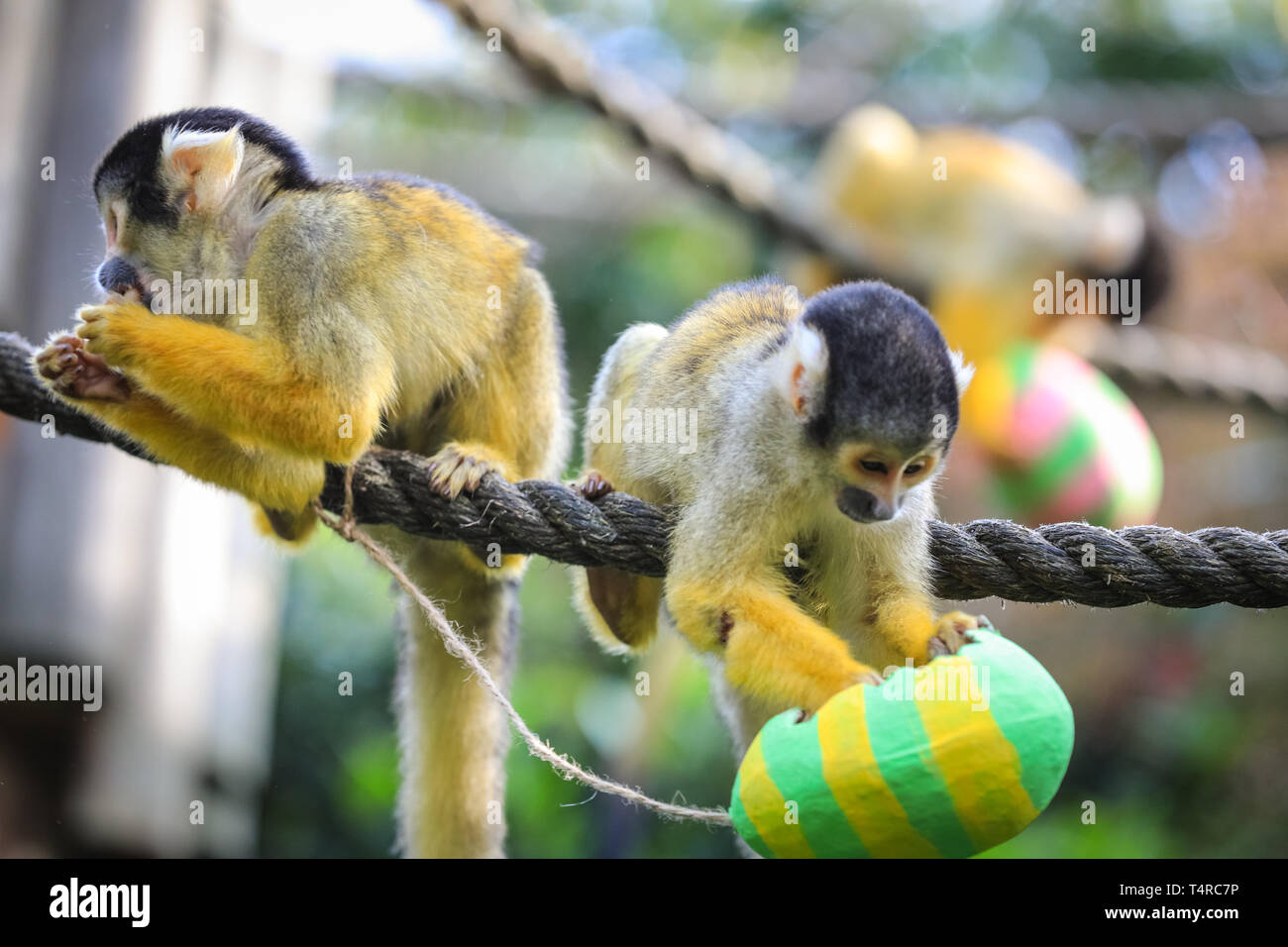 ZSL London Zoo di Londra, Regno Unito. Xviii Apr, 2019. La troupe di residenti di black-capped scimmie scoiattolo (Saimiri boliviensis) utilizzare le loro abilità acrobatiche ad ottenere le colorate uova di Pasqua riempito con gustosi mealworms appesi da loro treetop home. ZSL i detentori hanno organizzato una Pasqua Caccia con sorpresa la tratta per gli animali. Credito: Imageplotter/Alamy Live News Foto Stock