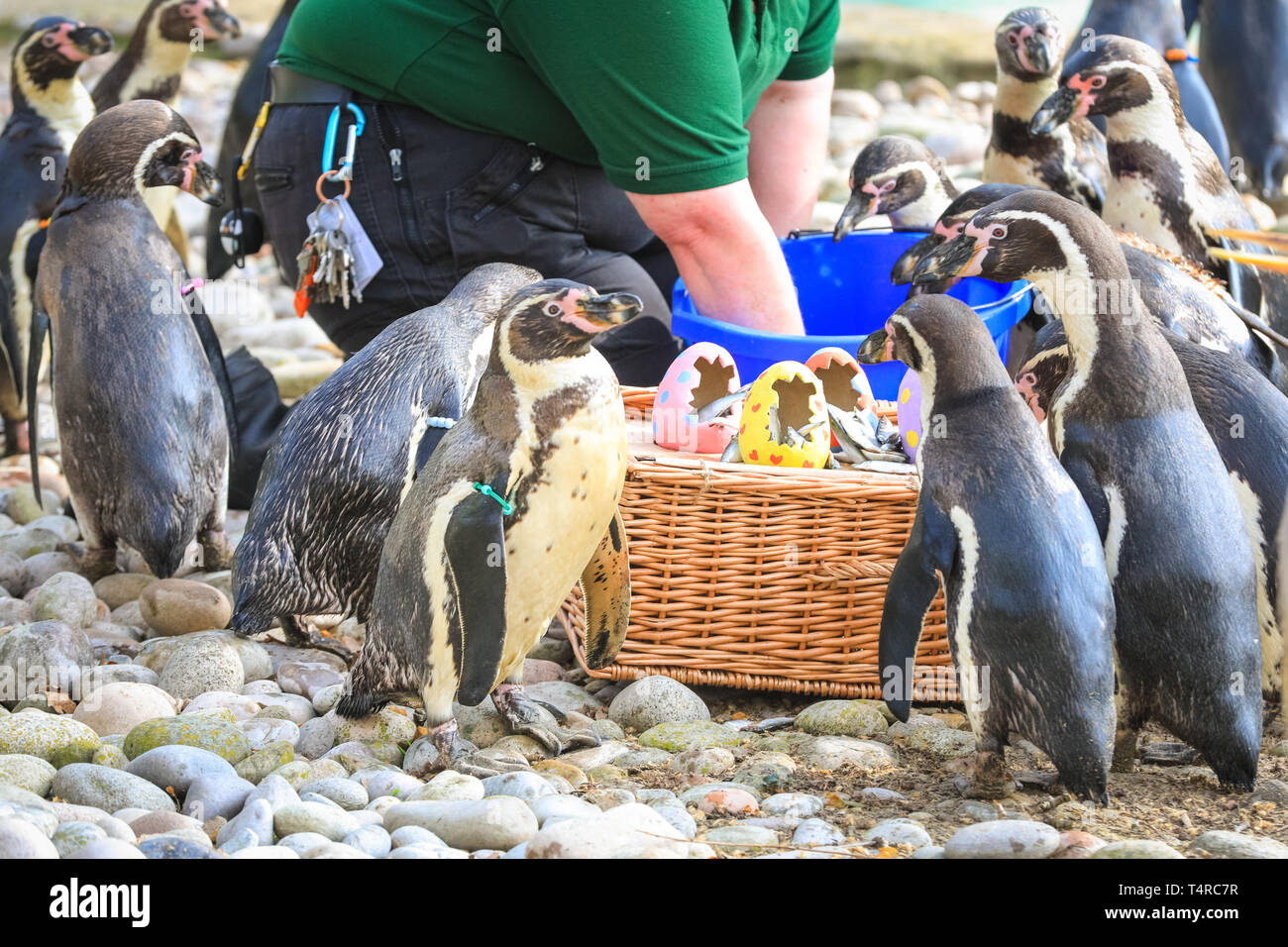 ZSL London Zoo di Londra, Regno Unito. Xviii Apr, 2019. Lo Zoo di resident colonia di pinguini Humboldt (Spheniscus Humboldti) sono serviti loro di pesce Prima colazione in una luminosa Pasqua cesto. ZSL i detentori hanno organizzato una Pasqua Caccia con sorpresa la tratta per gli animali. E sfrontato heron cerca anche di ottenere in atto. Credito: Imageplotter/Alamy Live News Foto Stock