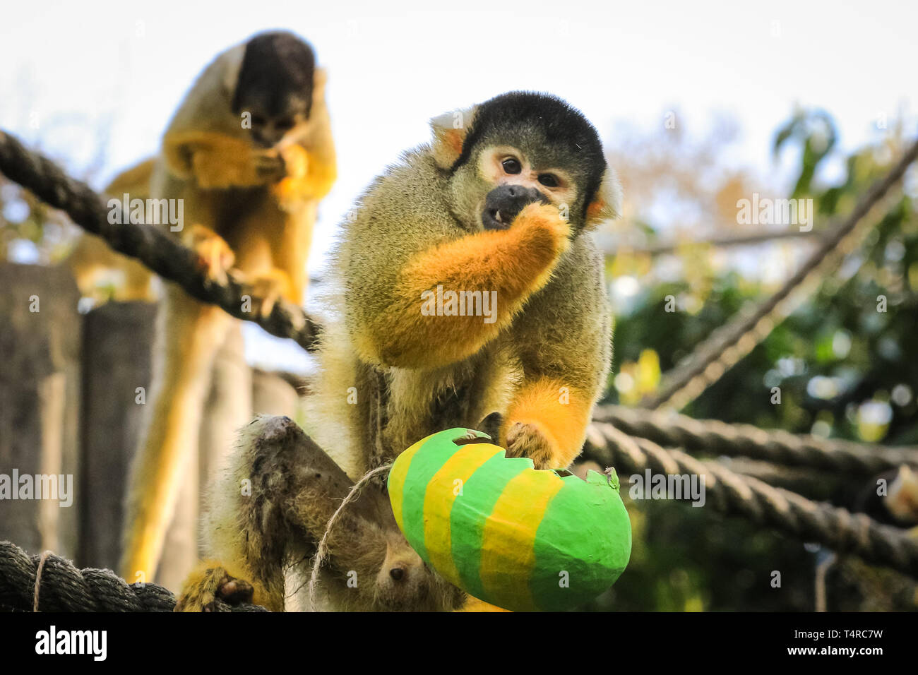 ZSL London Zoo di Londra, Regno Unito. Xviii Apr, 2019. Il maschio residente diventa un po' avidi con le sue prelibatezze. troupe di black-capped scimmie scoiattolo (Saimiri boliviensis) utilizzare le loro abilità acrobatiche ad ottenere le colorate uova di Pasqua riempito con gustosi mealworms appesi da loro treetop home. ZSL i detentori hanno organizzato una Pasqua Caccia con sorpresa la tratta per gli animali. Credito: Imageplotter/Alamy Live News Foto Stock
