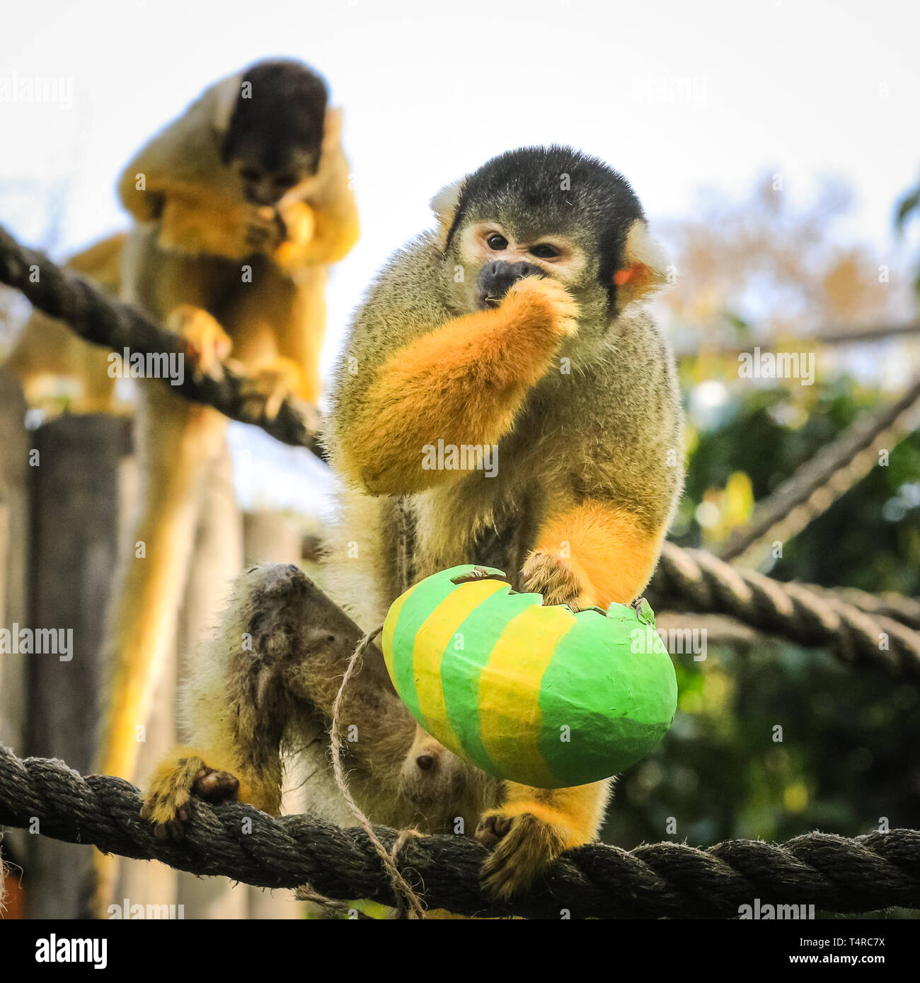 ZSL London Zoo di Londra, Regno Unito. Xviii Apr, 2019. Il maschio residente diventa un po' avidi con le sue prelibatezze. troupe di black-capped scimmie scoiattolo (Saimiri boliviensis) utilizzare le loro abilità acrobatiche ad ottenere le colorate uova di Pasqua riempito con gustosi mealworms appesi da loro treetop home. ZSL i detentori hanno organizzato una Pasqua Caccia con sorpresa la tratta per gli animali. Credito: Imageplotter/Alamy Live News Foto Stock