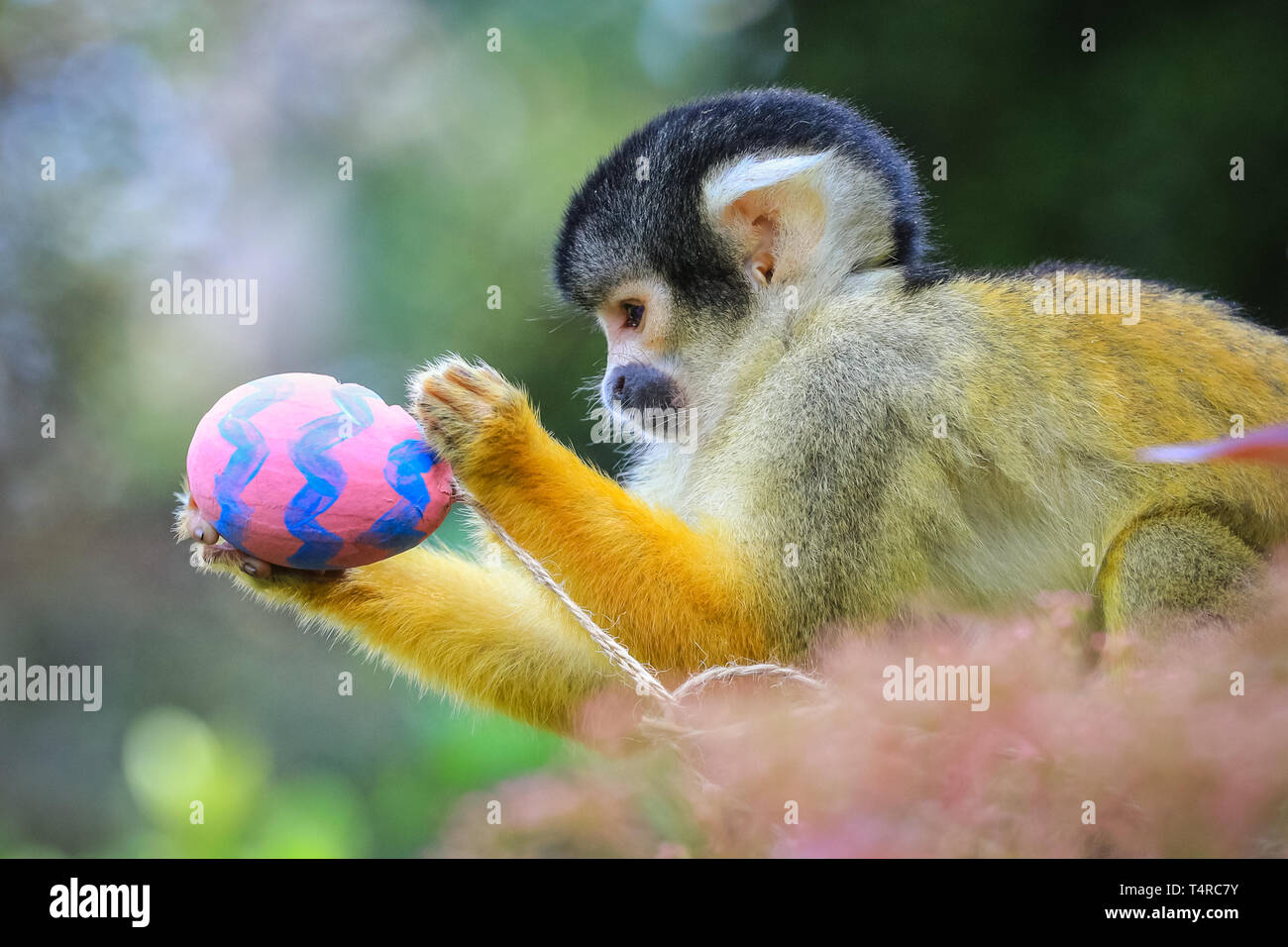 ZSL London Zoo di Londra, Regno Unito. Xviii Apr, 2019. La troupe di residenti di black-capped scimmie scoiattolo (Saimiri boliviensis) utilizzare le loro abilità acrobatiche ad ottenere le colorate uova di Pasqua riempito con gustosi mealworms appesi da loro treetop home. ZSL i detentori hanno organizzato una Pasqua Caccia con sorpresa la tratta per gli animali. Credito: Imageplotter/Alamy Live News Foto Stock