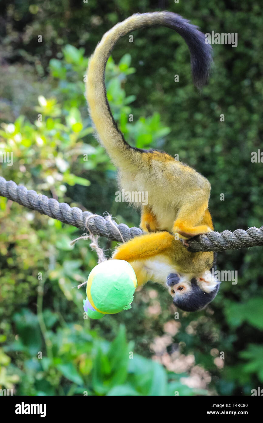 ZSL London Zoo di Londra, Regno Unito. Xviii Apr, 2019. La troupe di residenti di black-capped scimmie scoiattolo (Saimiri boliviensis) utilizzare le loro abilità acrobatiche ad ottenere le colorate uova di Pasqua riempito con gustosi mealworms appesi da loro treetop home. ZSL i detentori hanno organizzato una Pasqua Caccia con sorpresa la tratta per gli animali. Credito: Imageplotter/Alamy Live News Foto Stock