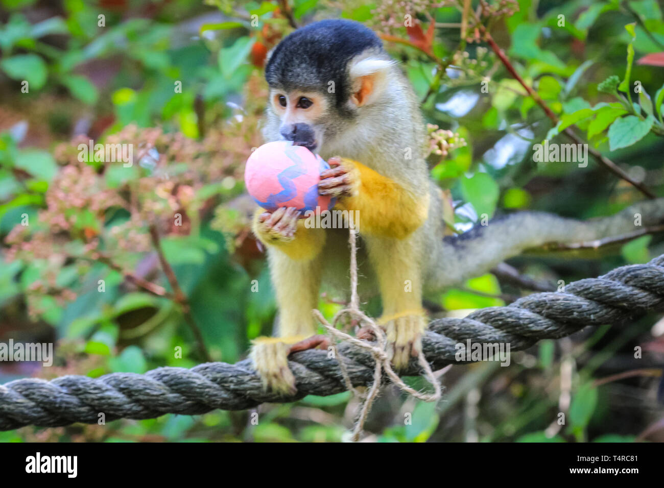 ZSL London Zoo di Londra, Regno Unito. Xviii Apr, 2019. La troupe di residenti di black-capped scimmie scoiattolo (Saimiri boliviensis) utilizzare le loro abilità acrobatiche ad ottenere le colorate uova di Pasqua riempito con gustosi mealworms appesi da loro treetop home. ZSL i detentori hanno organizzato una Pasqua Caccia con sorpresa la tratta per gli animali. Credito: Imageplotter/Alamy Live News Foto Stock
