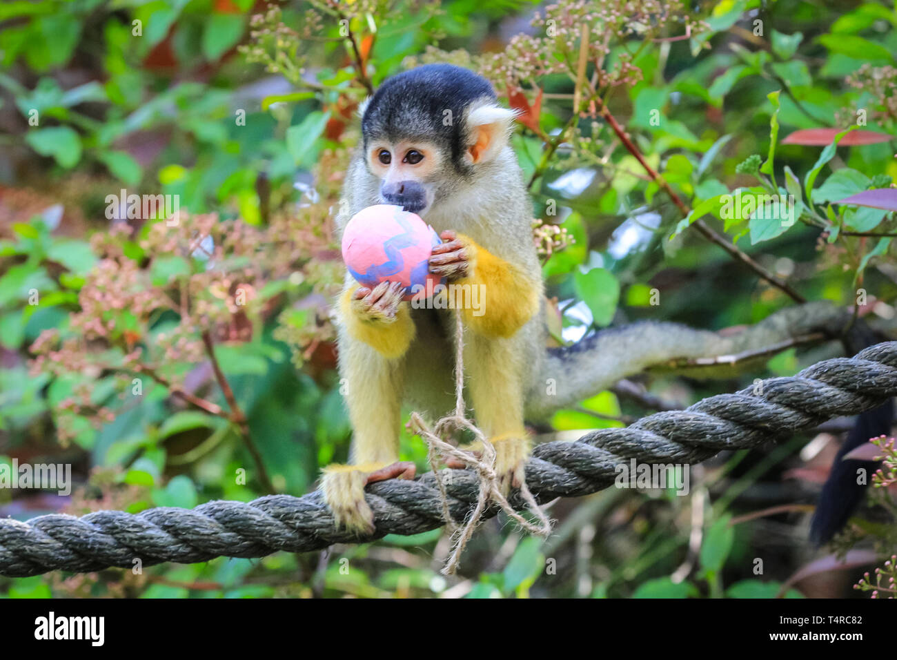 ZSL London Zoo di Londra, Regno Unito. Xviii Apr, 2019. La troupe di residenti di black-capped scimmie scoiattolo (Saimiri boliviensis) utilizzare le loro abilità acrobatiche ad ottenere le colorate uova di Pasqua riempito con gustosi mealworms appesi da loro treetop home. ZSL i detentori hanno organizzato una Pasqua Caccia con sorpresa la tratta per gli animali. Credito: Imageplotter/Alamy Live News Foto Stock