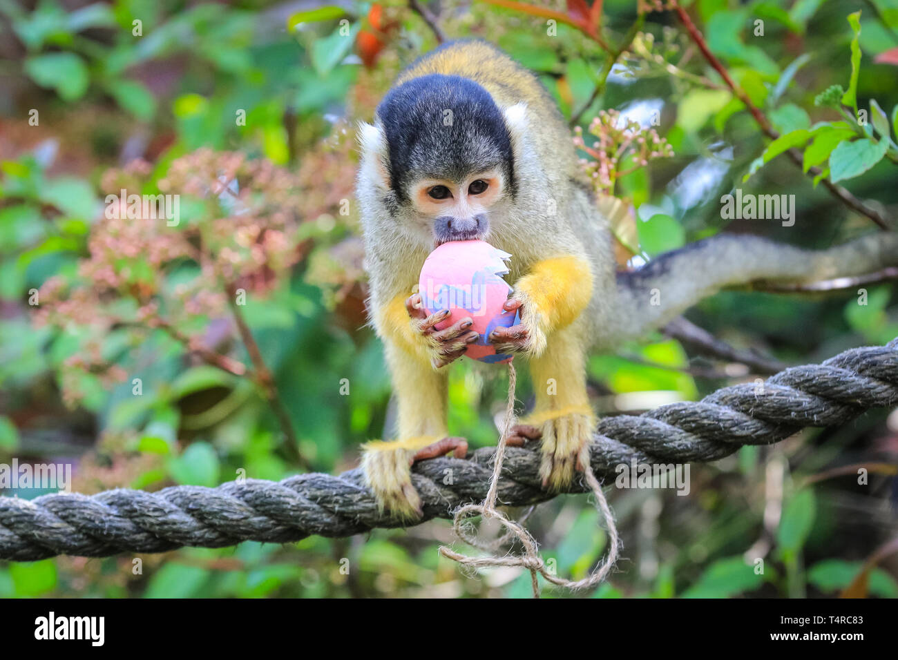 ZSL London Zoo di Londra, Regno Unito. Xviii Apr, 2019. La troupe di residenti di black-capped scimmie scoiattolo (Saimiri boliviensis) utilizzare le loro abilità acrobatiche ad ottenere le colorate uova di Pasqua riempito con gustosi mealworms appesi da loro treetop home. ZSL i detentori hanno organizzato una Pasqua Caccia con sorpresa la tratta per gli animali. Credito: Imageplotter/Alamy Live News Foto Stock
