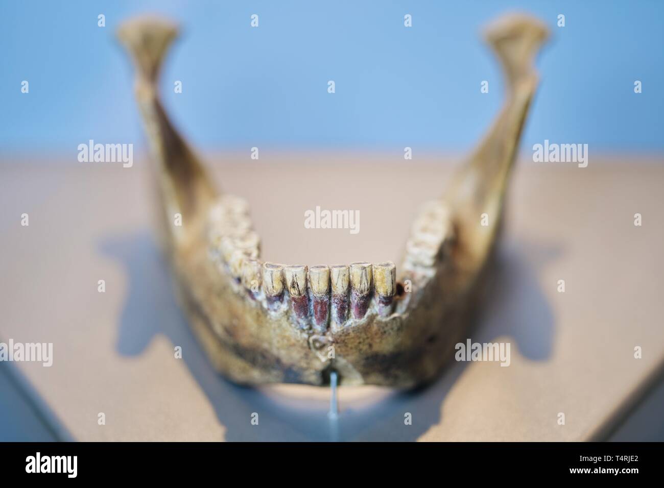 Mauer, Germania. Xvii Apr, 2019. La replica di una mandibola di Homo Heidelbergensis trovati in Mauer nella sabbia Grafenrain pit è situato nella città di Hall in un salone espositivo. Questa ganascia ha un enorme significato per la storia dell'umanità. I fossili trovati in un luogo secco Neckar bow appartiene con i suoi 610 000 anni per i più antichi reperti umani in Europa. (A dpa 'Homo Heidelbergensis - La comunità che i sogni di un museo') Credito: Uwe Anspach/dpa/Alamy Live News Foto Stock