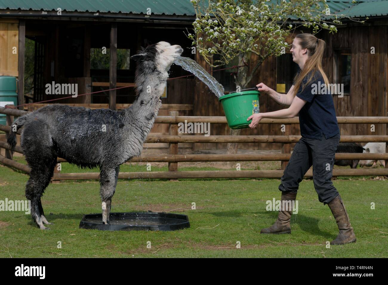 Kington, Herefordshire England Regno Unito, 19 aprile 2019. Giocoso alpaca raffreddarsi come l'acqua viene spruzzata su di essi a razze Piccole Farm Park e il centro del gufo in Kington, Herefordshire. Con gli esperti predicono il più caldo il weekend di Pasqua in 70 anni con temperature aspetta di colpire 25c. Nikita gode del suo periodo di cooling off la cortesia di cura degli animali supervisor Sarah Conroy. Nikita è uno di un numero di alpaca sull'estremo che ricevono questo periodo di cooling off. L'alpaca e rotolare nella polvere in seguito! Credito: Andrew Compton/Alamy Live News Foto Stock