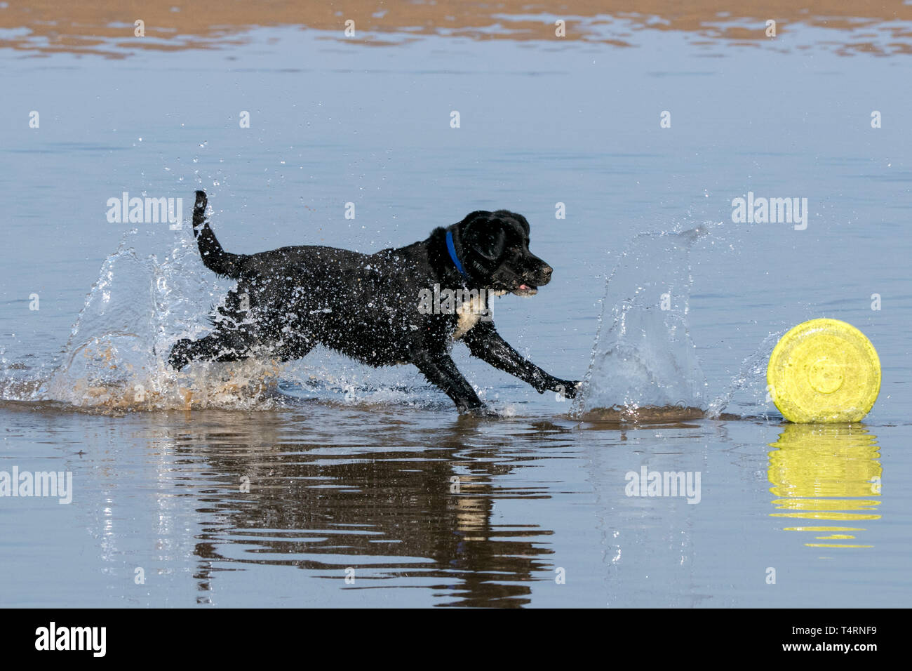 Southport, Merseyside, Regno Unito. Il 19 aprile 2019. Cani al giorno fuori. Su un meravigliosamente caldo e soleggiato Venerdì Santo, cani hanno la migliore mai il giorno in cui giocare e rinfrescarsi in una piscina di acqua sulla spiaggia di Southport nel Merseyside. Credito: Cernan Elias/Alamy Live News Foto Stock