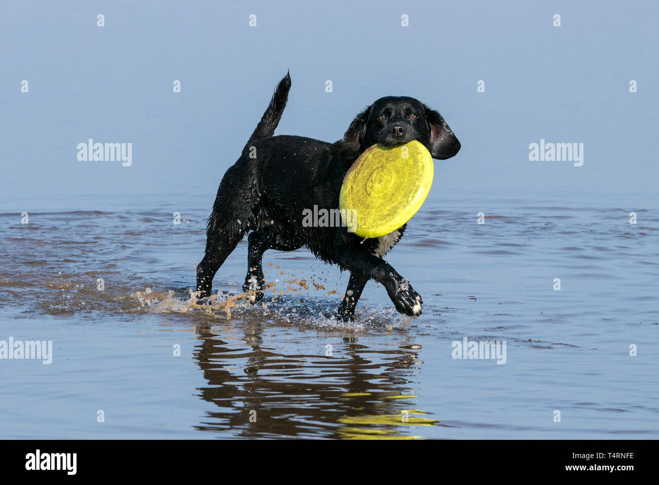 Southport, Merseyside, Regno Unito. Il 19 aprile 2019. Cani al giorno fuori. Su un meravigliosamente caldo e soleggiato Venerdì Santo, cani hanno la migliore mai il giorno in cui giocare e rinfrescarsi in una piscina di acqua sulla spiaggia di Southport nel Merseyside. Credito: Cernan Elias/Alamy Live News Foto Stock