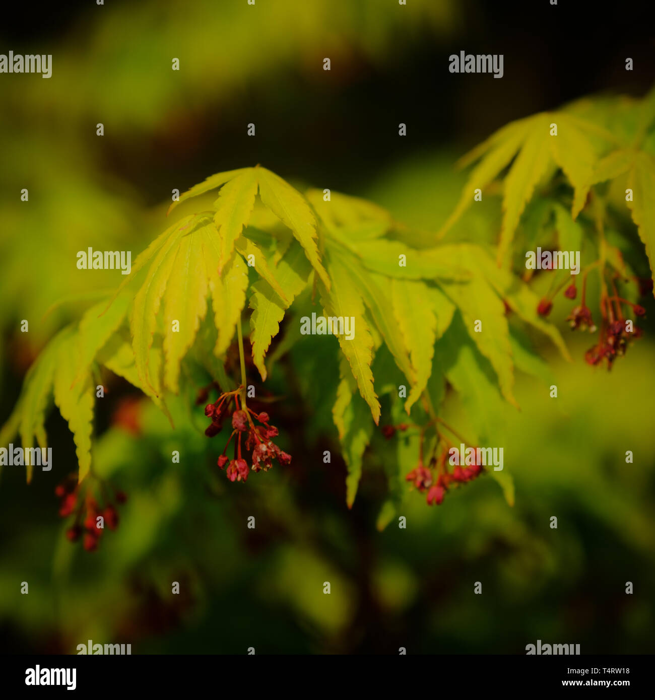 Giapponese Acer foglie in primavera Foto Stock