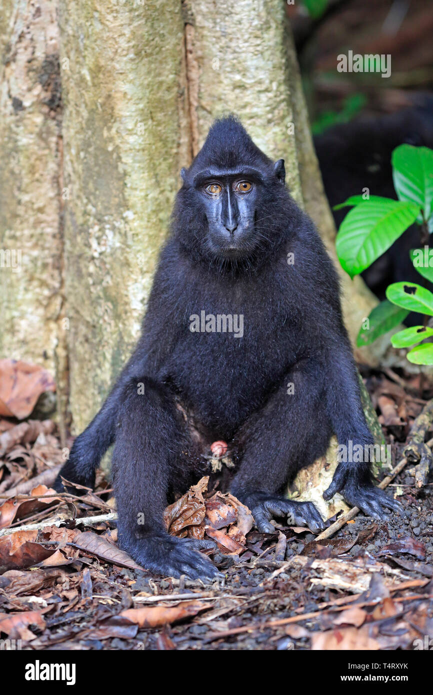 Crested macaco nero Sulawesi Indonesia Foto Stock