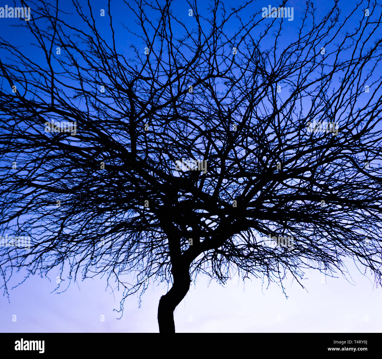 Un albero silhuette nel cielo di sera Foto Stock