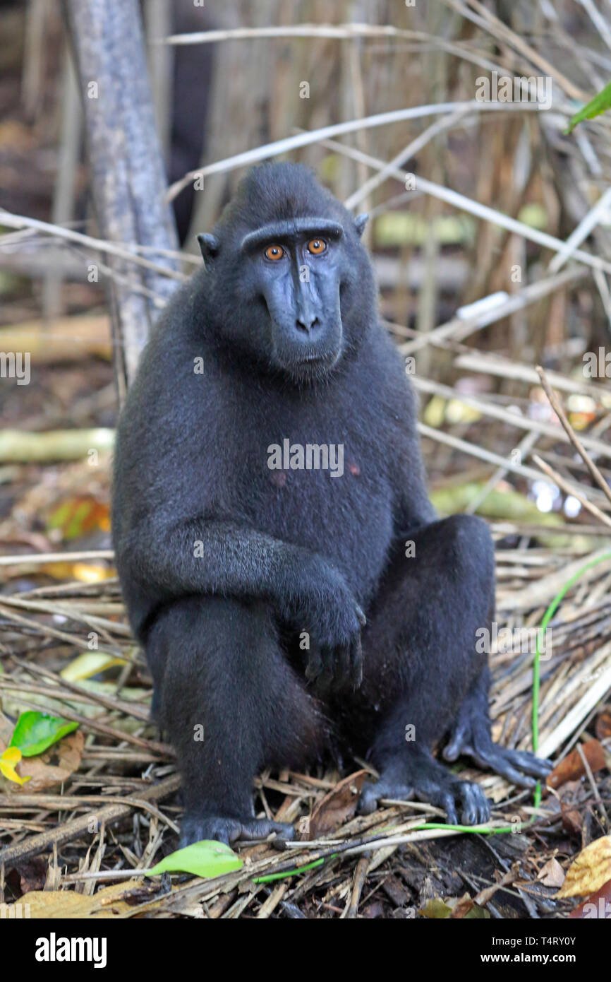 Crested macaco nero Sulawesi Indonesia Foto Stock