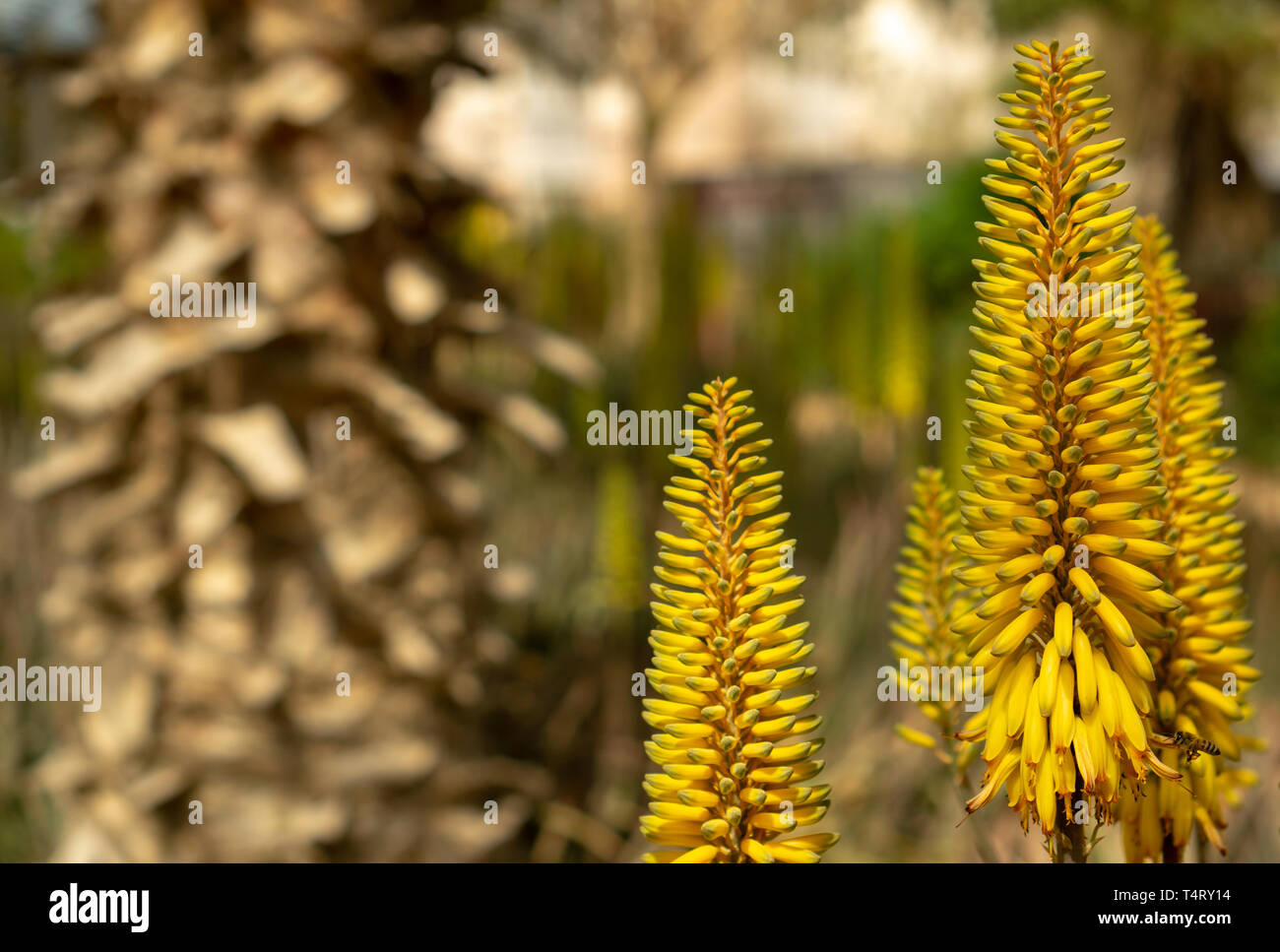 Aloe vera in fiore Foto Stock