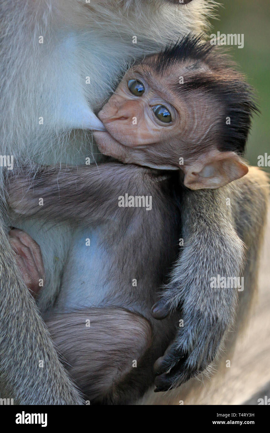 Lunga coda Macaque con il bambino in Tanjung mettendo la Riserva Naturale di Kalimantan Borneo Indonesia Foto Stock