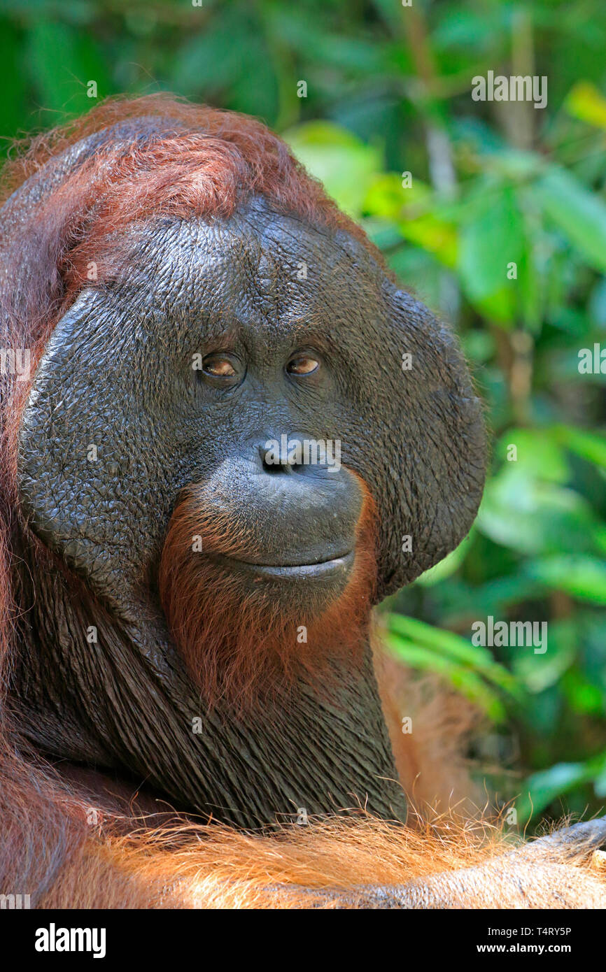 Orangutan maschio in Tanjung messa Riserva Naturale di Kalimantan Borneo Indonesia Foto Stock