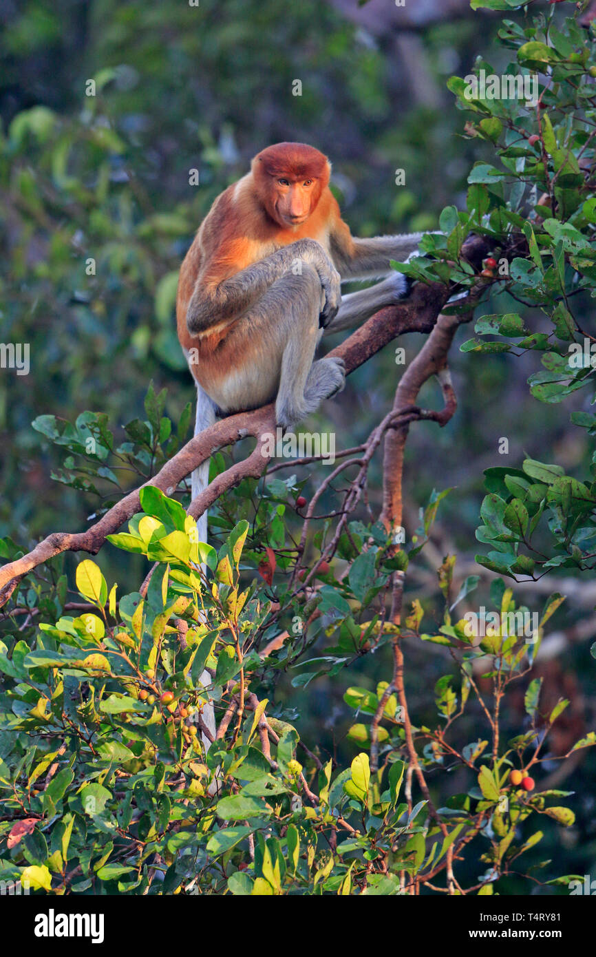 Proboscide Monkey in Tanjung mettendo la Riserva Naturale di Kalimantan Borneo Indonesia Foto Stock