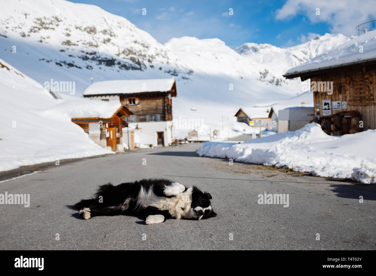 Il cane a prendere il sole e posa sulla strada di Juf, un villaggio alpino nelle Alpi Svizzere Foto Stock