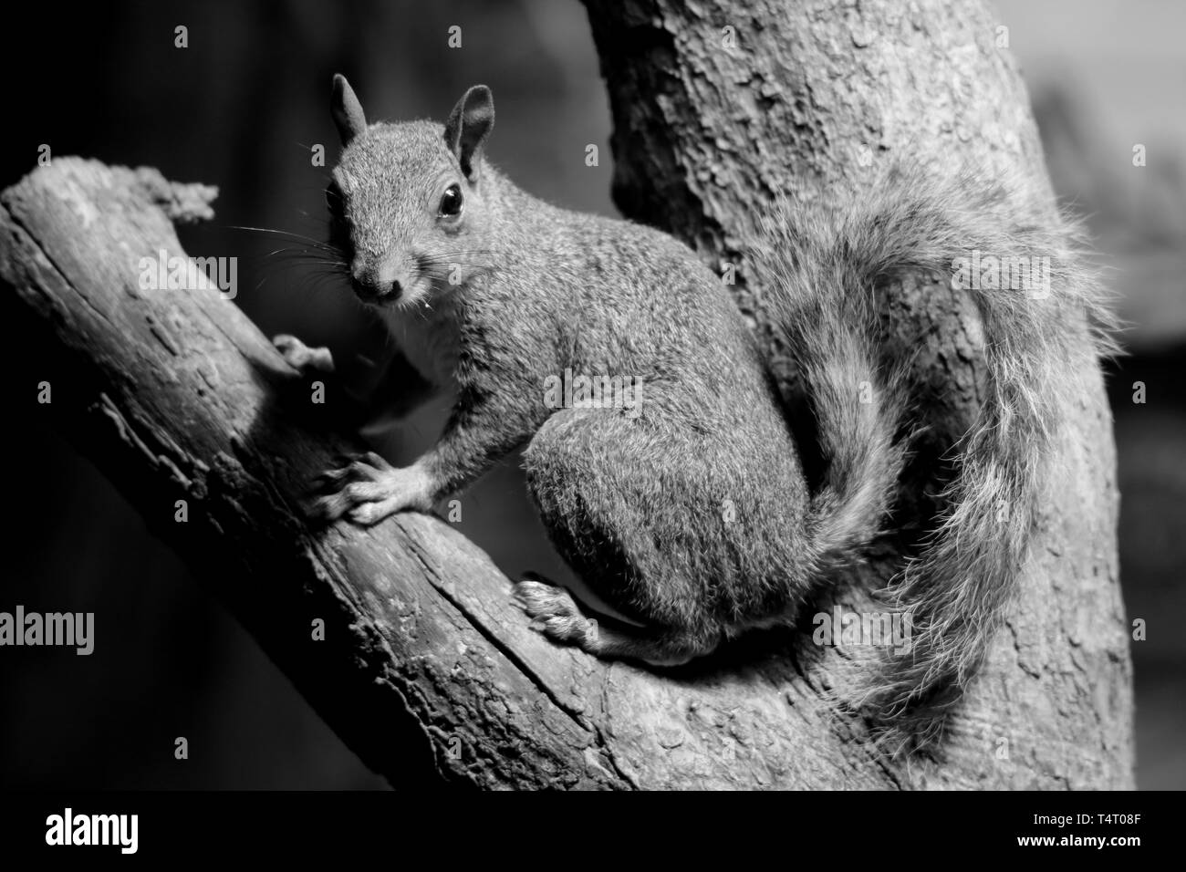 Giovani scoiattolo grigio in cerca di cibo Foto Stock
