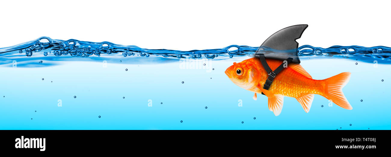 Goldfish con costume di pinna di squalo - concetto ambizioso di prospettiva di impresa/di affari di Brave Foto Stock