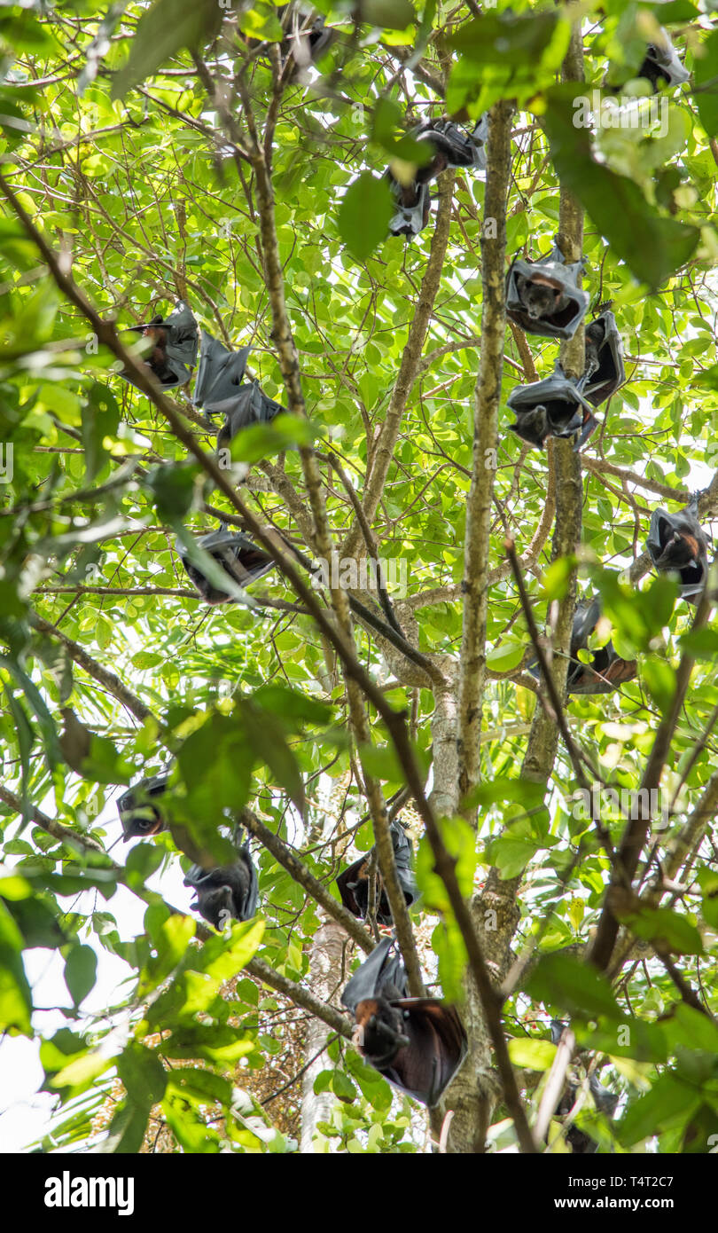 Pipistrelli in una struttura ad albero tropicale nella foresta monsonica presso il Parco Nazionale di Litchfield nel Territorio Settentrionale dell'Australia Foto Stock