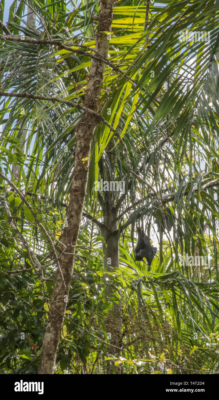 I pipistrelli nella struttura ad albero tropicale nella foresta monsonica presso il Parco Nazionale di Litchfield nel Territorio Settentrionale dell'Australia Foto Stock