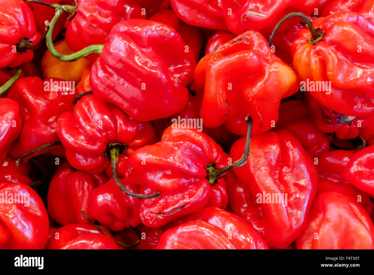 Peperoni Habanero, peperoncino Habanero, peperoni in un mercato agricolo Foto Stock