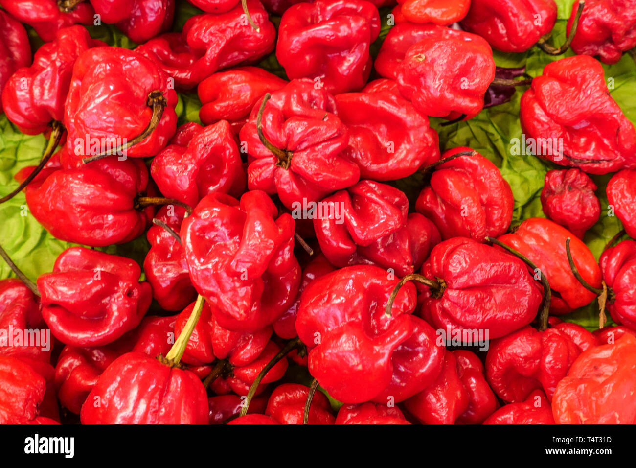 Peperoni Habanero al mercato agricolo, peperoncino Habanero, peperoncino rosso al mercato vegetale Foto Stock