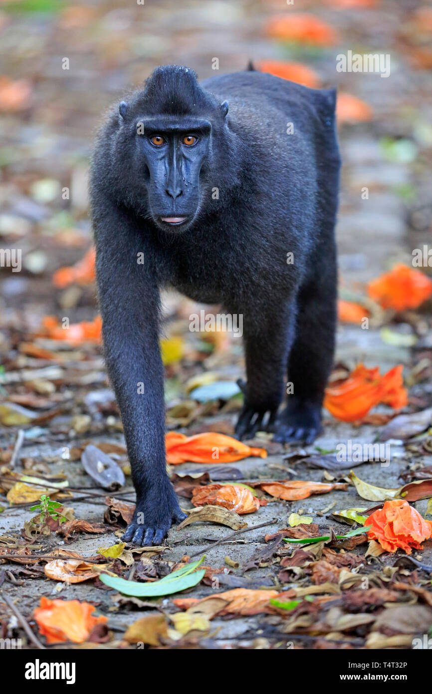 Crested macaco nero nell isola di Sulawesi, Indonesia Foto Stock