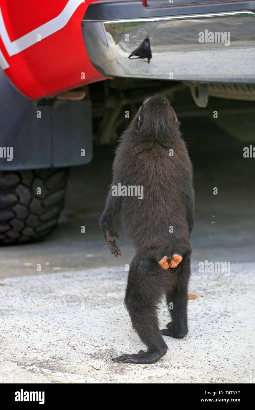 Crested macaco nero guardando la propria riflessione in un paraurti auto nell isola di Sulawesi, Indonesia Foto Stock