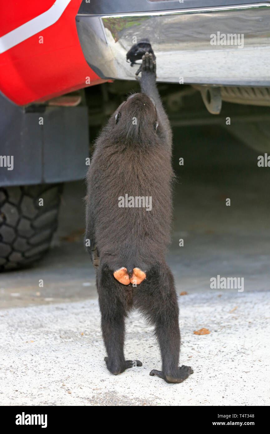 Crested macaco nero guardando la propria riflessione in un paraurti auto nell isola di Sulawesi, Indonesia Foto Stock