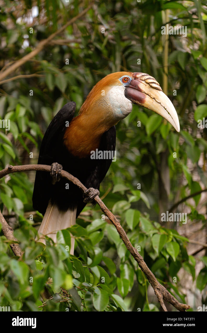 Blyth's Hornbill (Aceros plicatus), seduto su un ramo di un albero, Port Moresby, Papua Nuova Guinea Foto Stock