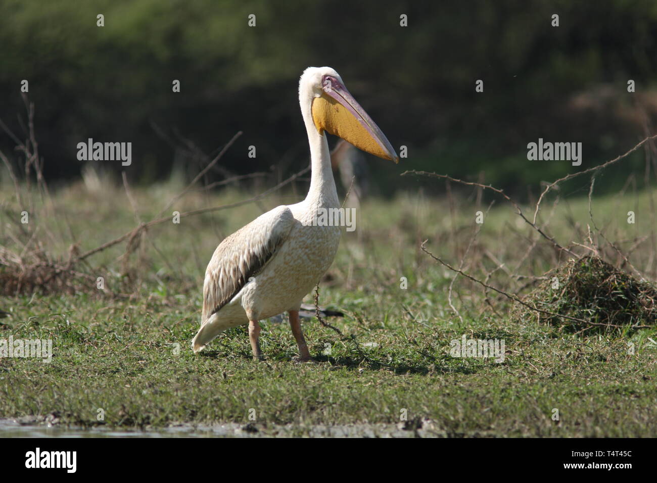 Great White Pelican o pelican ottimistico, Parco Nazionale di Keoladeo, Rajasthan Foto Stock