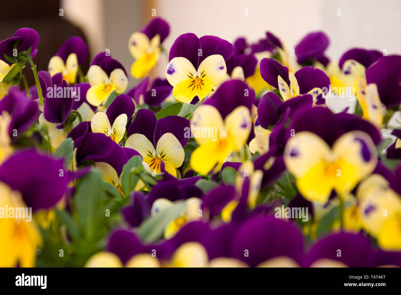 Poco bouquet di fiori di pansy Foto Stock