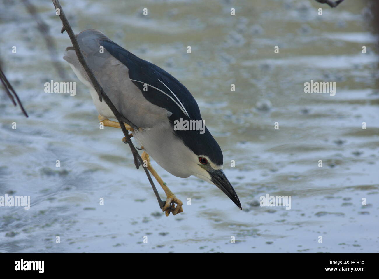 Nitticora o nero-incoronato heron in attesa di pesce, Parco Nazionale di Keoladeo, Rajasthan Foto Stock