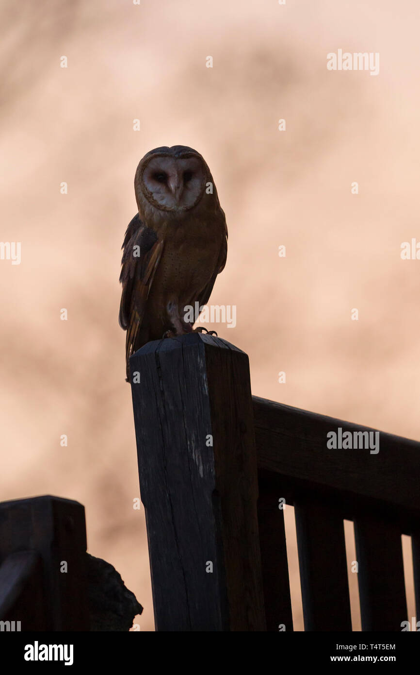Schleiereule, Tyto alba,barbagianni Foto Stock