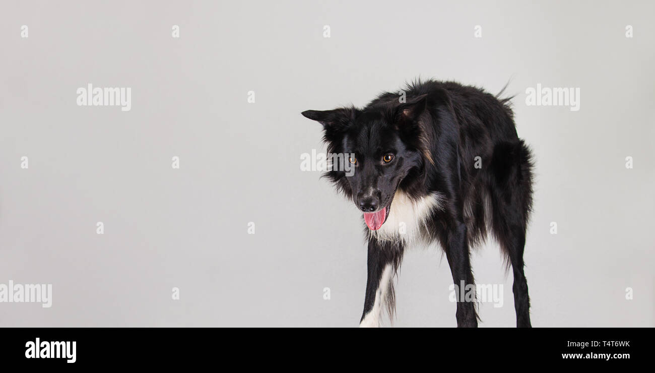 Ritratto di un adorabile attento di razza Border Collie cane con lo sguardo verso il basso mantiene la bocca aperta guardando curioso isolate su muro grigio Sfondo con copia Foto Stock