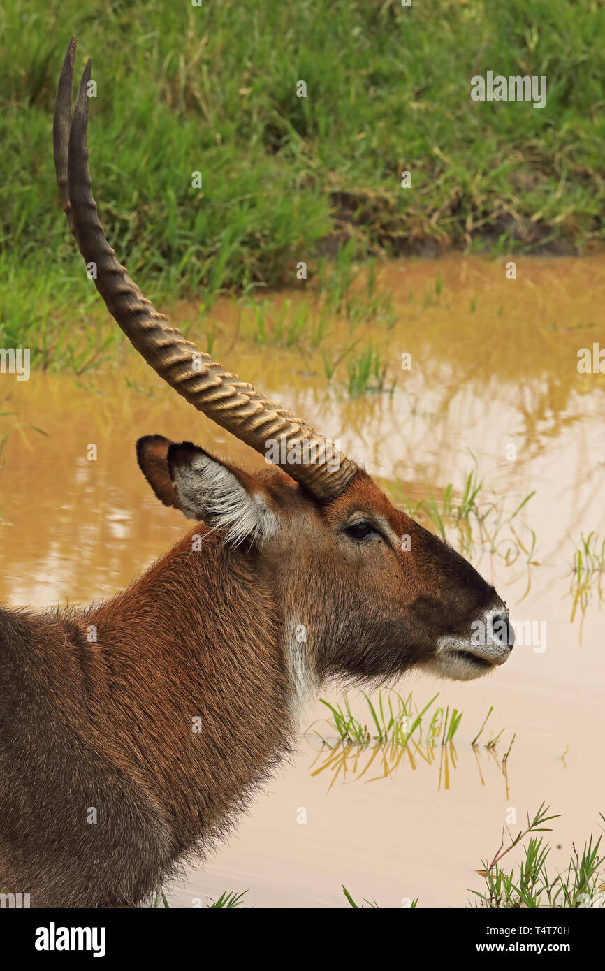 Defassa Waterbuck (Kobus defassa) in prossimità della testa del maschio adulto Lago Mburo National Park, Uganda Novembre Foto Stock