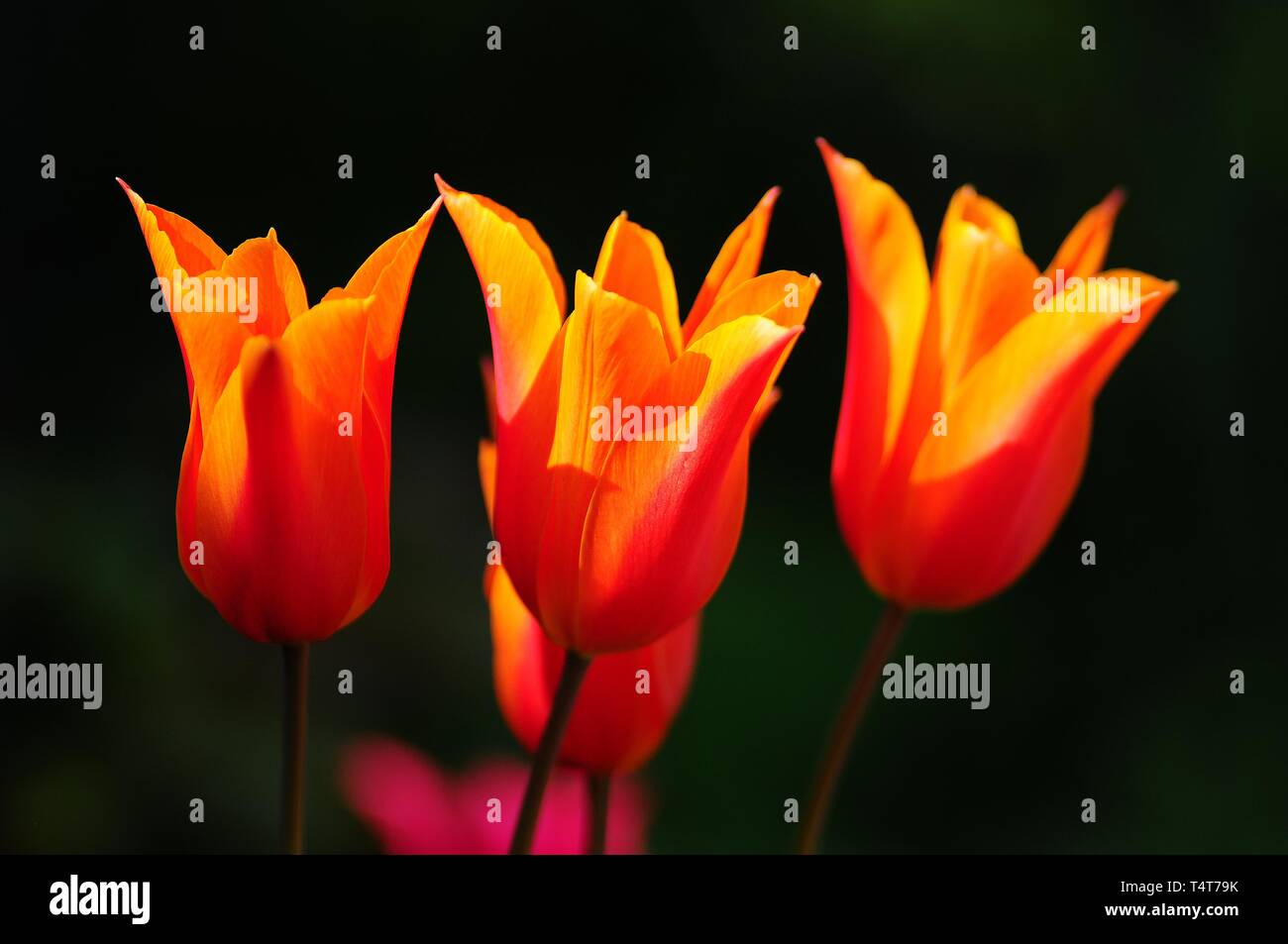 Tulipani (Tulipa) Foto Stock