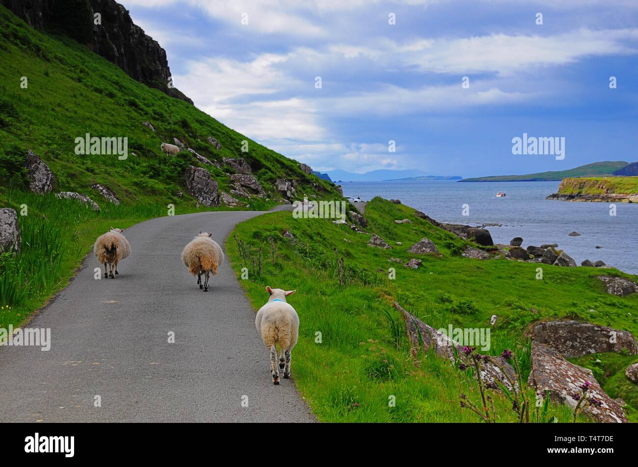 Pecore sulla strada costiera, Staffin Bay, Trotternish, Isola di Skye, Ebridi, Scotland, Regno Unito, Europa Foto Stock