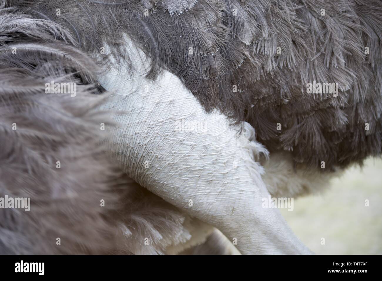 Chiudere su una gamba di struzzo (Struthio camelus), senza piume Foto Stock