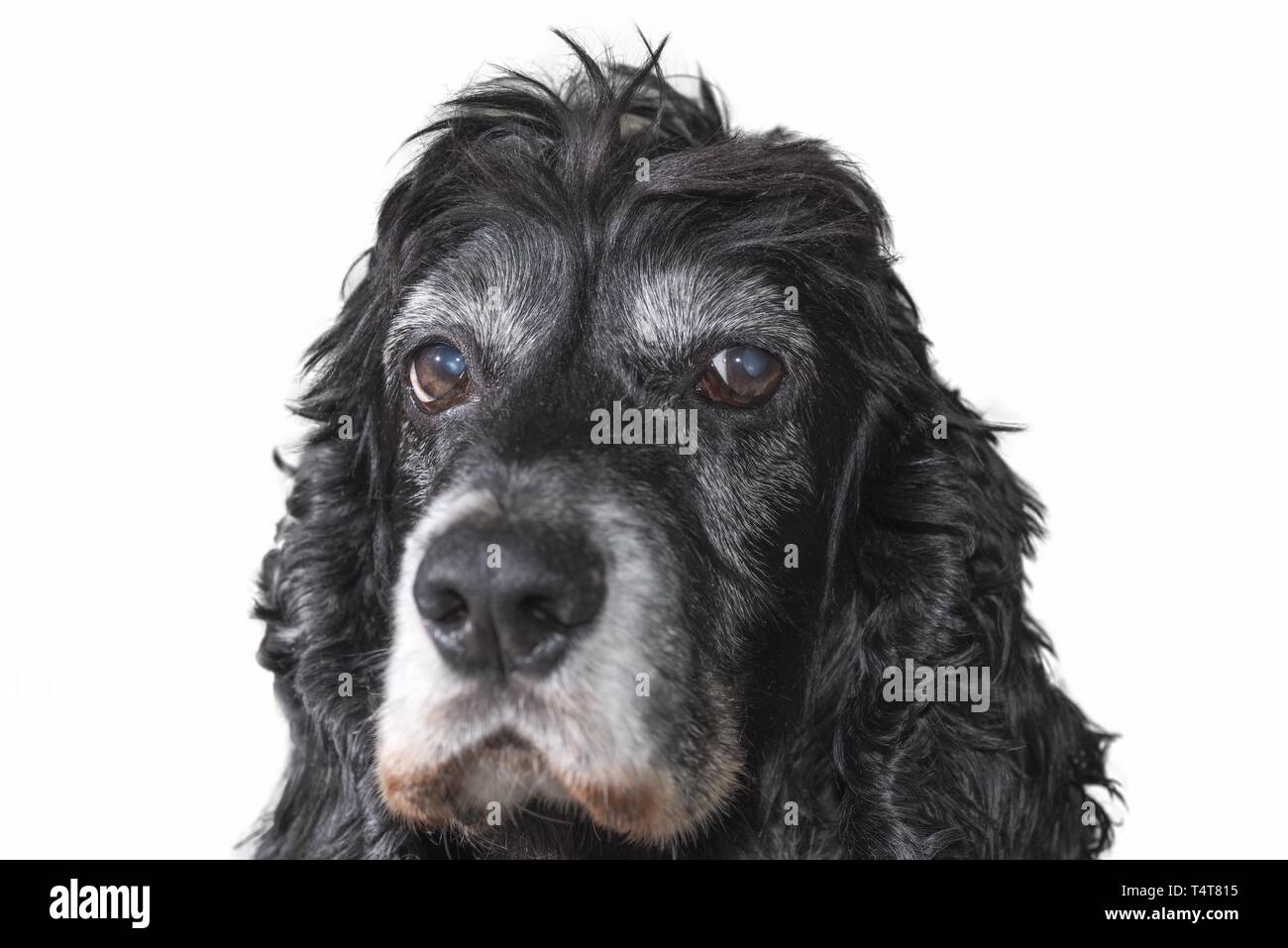 Colpo alla testa di un Cocker Spaniel (Inglese Cocker Spaniel) Foto Stock