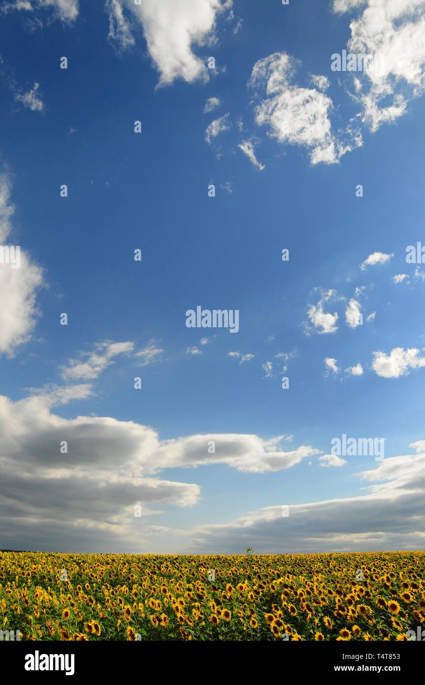 Cielo nuvoloso al di sopra di un campo di girasoli, nel parco naturale delle foreste occidentali ad Augsburg, Schwaben, Baviera, Germania, Europa Foto Stock