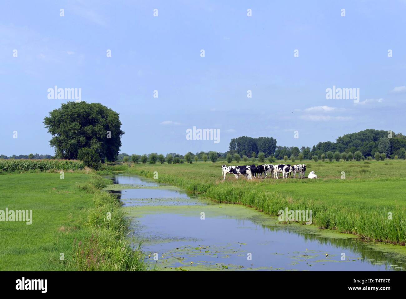 Bovini in un pascolo su un canale di drenaggio, Neuenkirchen, distretto di Osterholz, Germania, Europa Foto Stock