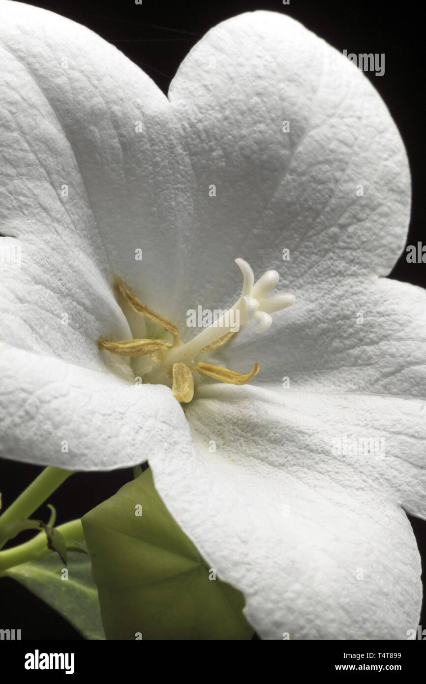 Platycodon grandiflorus Foto Stock