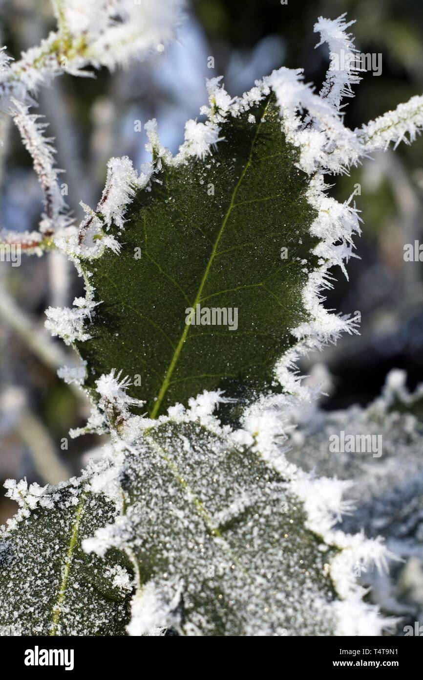 Unione holly (Ilex aquifolium), Rime, Germania Foto Stock