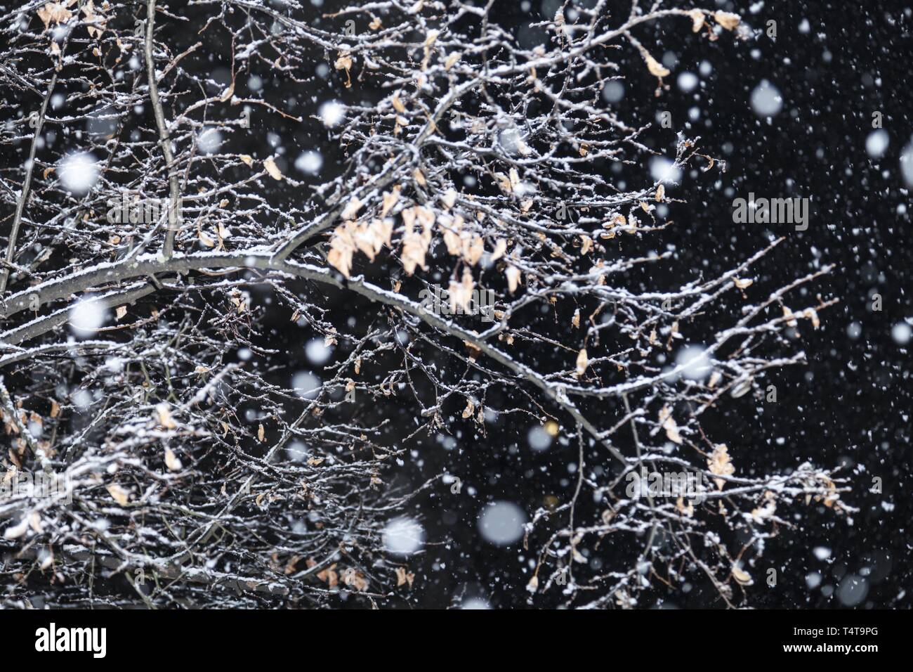 I fiocchi di neve di notte Foto Stock